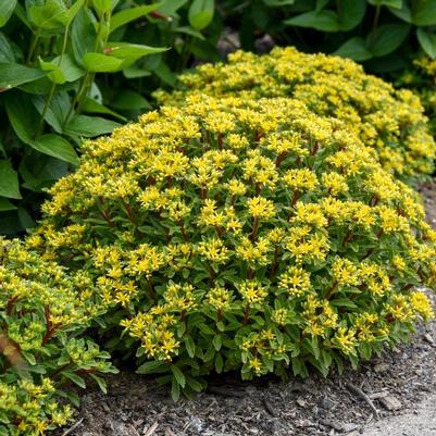 Sedum Rock 'N Round™ Bright Idea