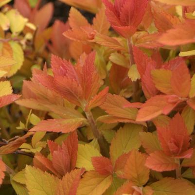Spiraea Double Play Big Bang®