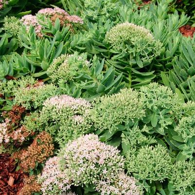 Sedum Rock 'N Grow® Pure Joy