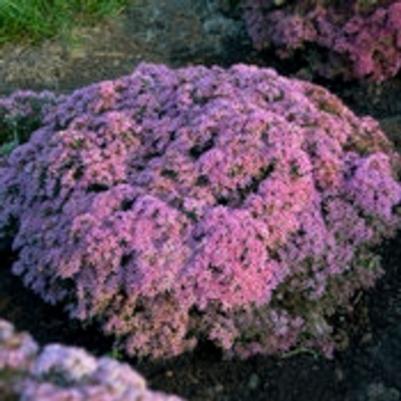 Sedum Rock 'N Round® Pride and Joy
