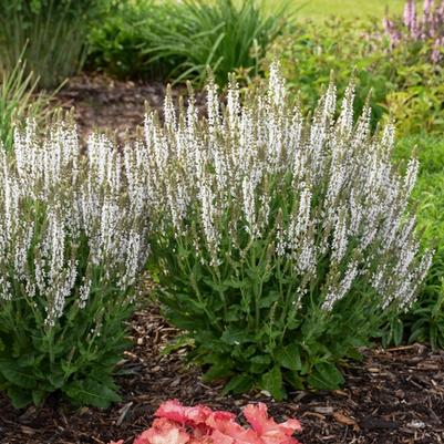 Salvia nemorosa White Profusion