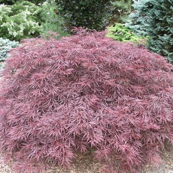 Acer palmatum var. dissectum Red Dragon