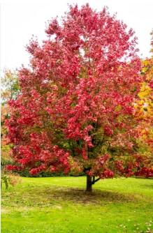 Acer Acer Frank Jr. rubrum