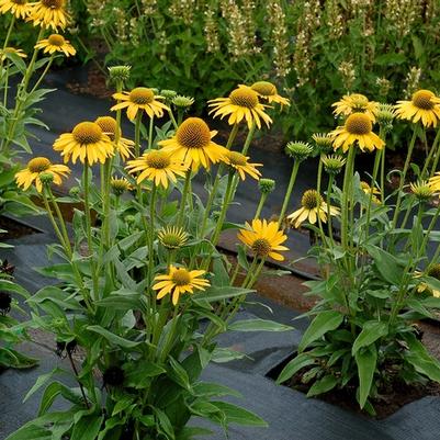 Echinacea Kismet® Yellow
