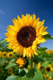 Helianthus annuus SunBelievable™ Brown Eyed Girl
