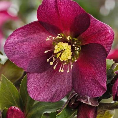 Helleborus HGC® Ice 'n Roses® Red