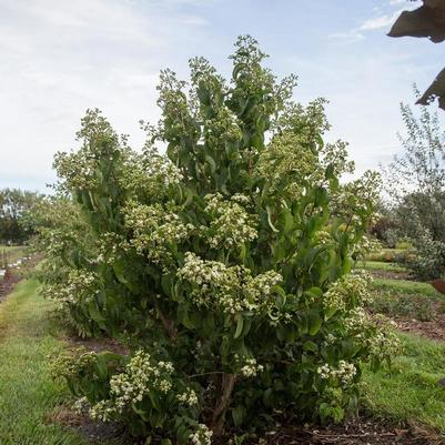 Heptacodium miconiodes Tianshan®