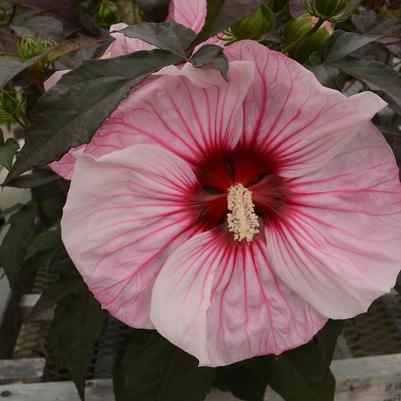 Hibiscus Summerific® Cherry Choco Latte