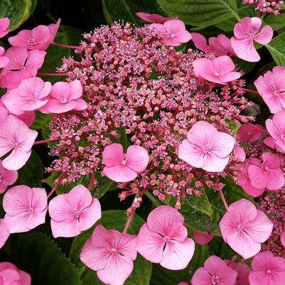 Hydrangea serrata Pink Dynamo