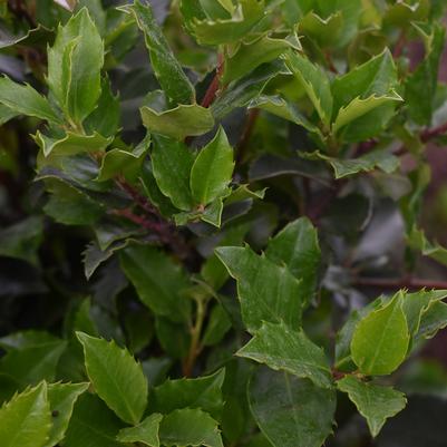 Ilex x meserveae Blue Stallion