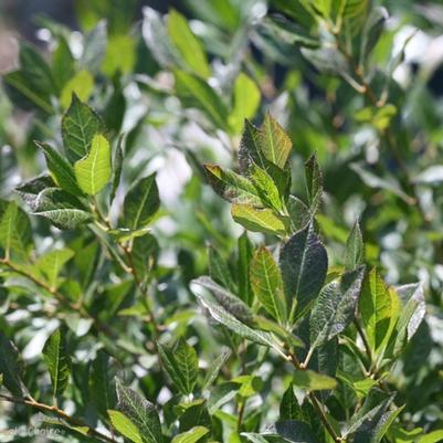 Ilex verticillata Little Goblin® Guy