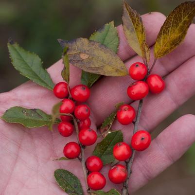 Ilex verticillata Little Goblin® Red