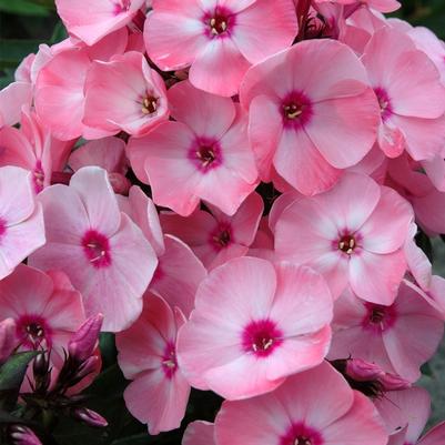 Phlox paniculata Sweet Summer® Queen™ Salmon Orange Dark Eye
