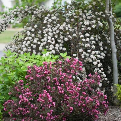 Physocarpus opulifolius Summer Wine® 
