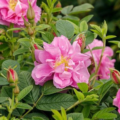Rosa rugosa Seaside Swirl™ Pink