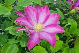 Clematis Pink champagne