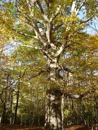 Fagus grandifolia 