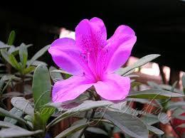 Rhododendron yedoense var. poukhanense 