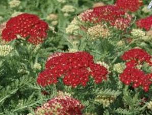 Achillea Pomegranate 