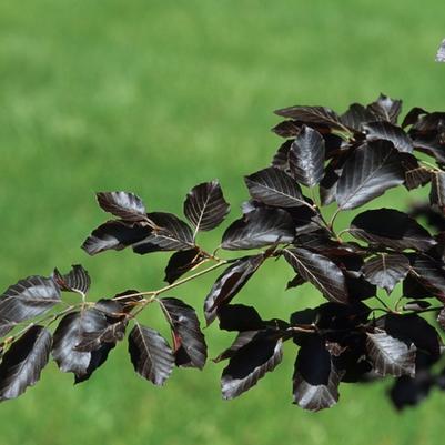 Fagus sylvatica Purple Fountain