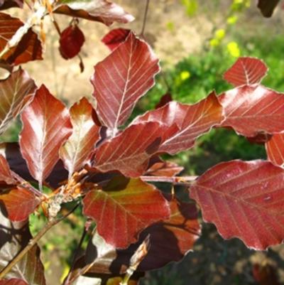Fagus sylvatica Riversii