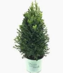 Buxus Cranberry Creek