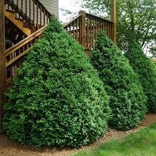 Buxus Saunders Dwarf™