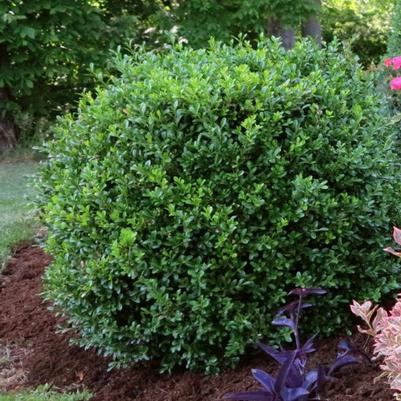 Buxus NewGen Independence®