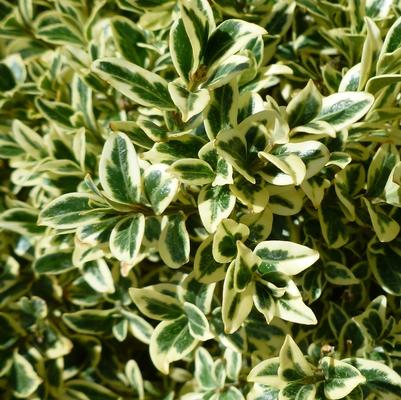 Buxus sempervirens Aureo-Variegata