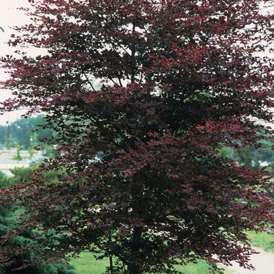 Fagus sylvatica Tricolor