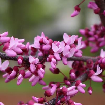 Cercis canadensis Midnight Express®