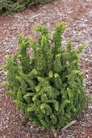 Chamaecyparis obtusa Chirimen
