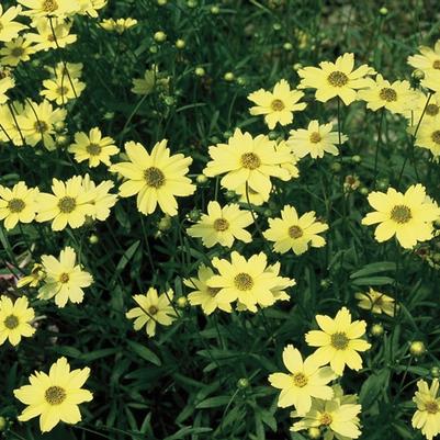 Coreopsis verticillata Creme Brulee