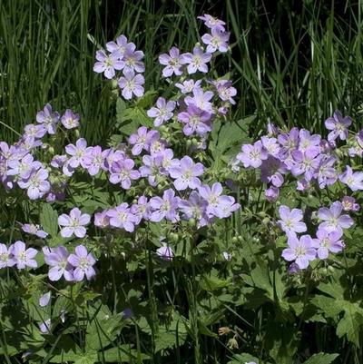 Geranium maculatum 