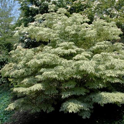 Cornus kousa Samaritan™