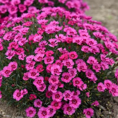 Dianthus Paint the Town Fancy