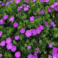 Geranium Spiked Punch™
