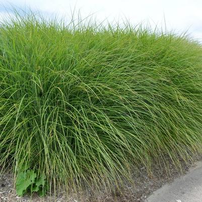 GR-Miscanthus s. Gracillimus 