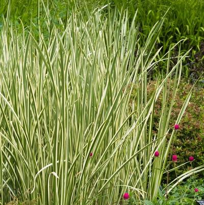 GR-Miscanthus s. Variegatus 