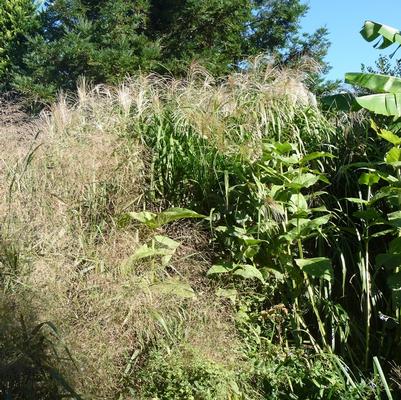 GR-Miscanthus x Giganteus 