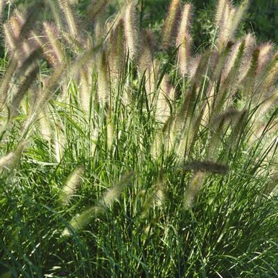 GR-Pennisetum a. Cassian 