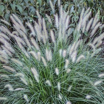 GR-Pennisetum a. Hameln 