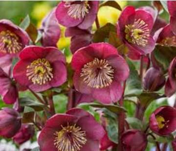 Helleborus Frostkiss® Vibey Velvet