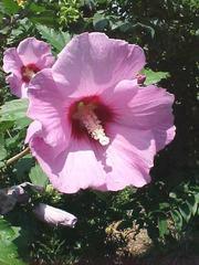 Hibiscus syriacus Minerva