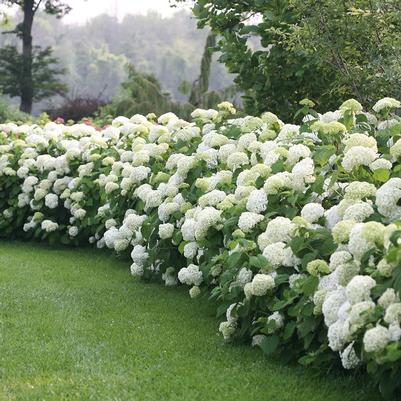 Hydrangea arborescens FlowerFull™