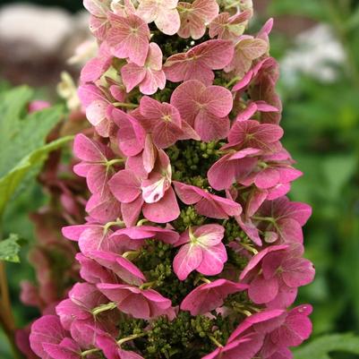 Hydrangea quercifolia Jetstream™
