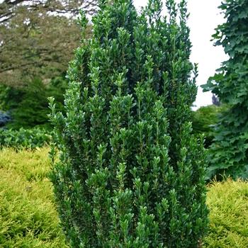 Ilex crenata Sky Pencil