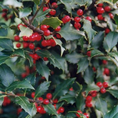 Ilex Centennial Girl