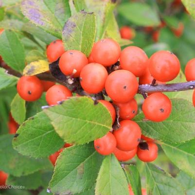 Ilex verticillata Little Goblin® Orange