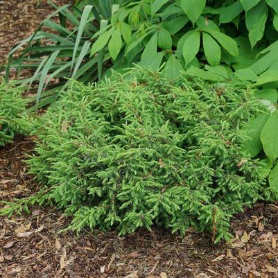 Juniperus communis Tortuga®